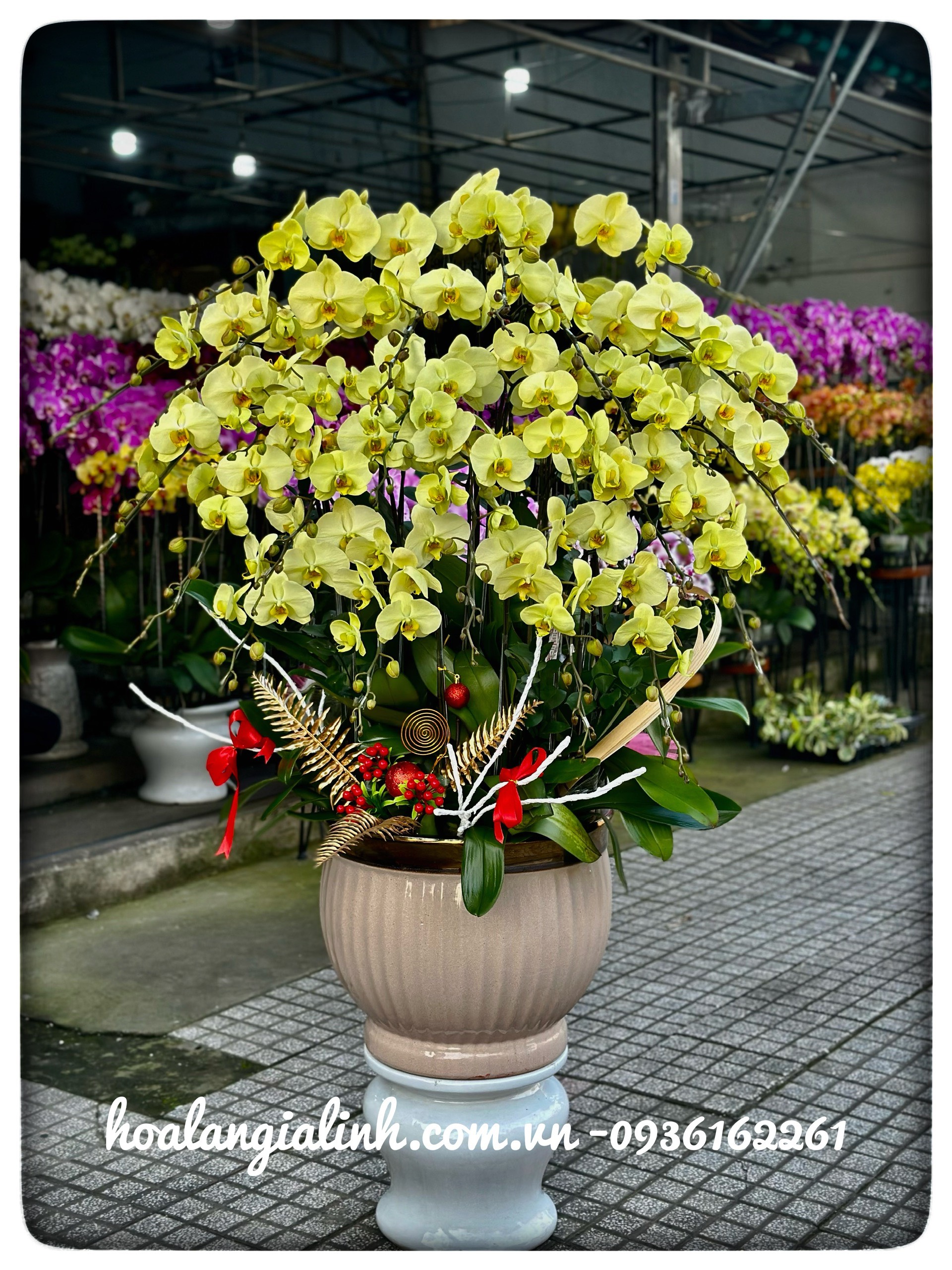 Cửa hàng hoa lan hồ điệp Phong Lan Gia Linh