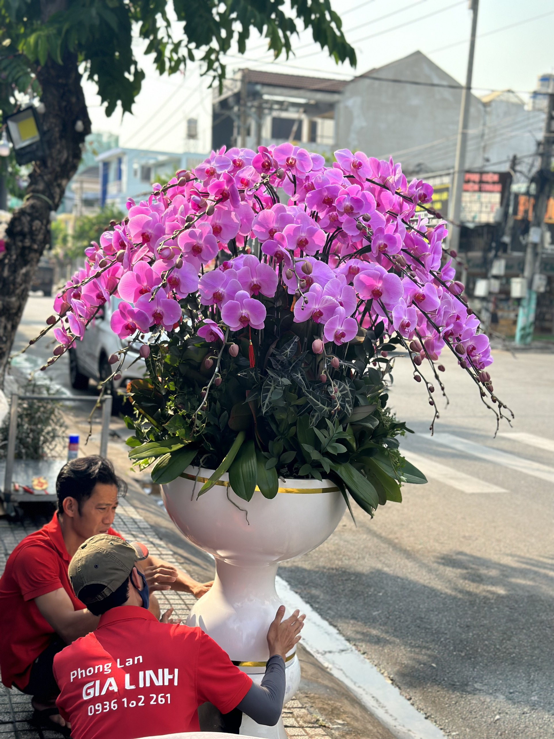 mua hoa phong lan