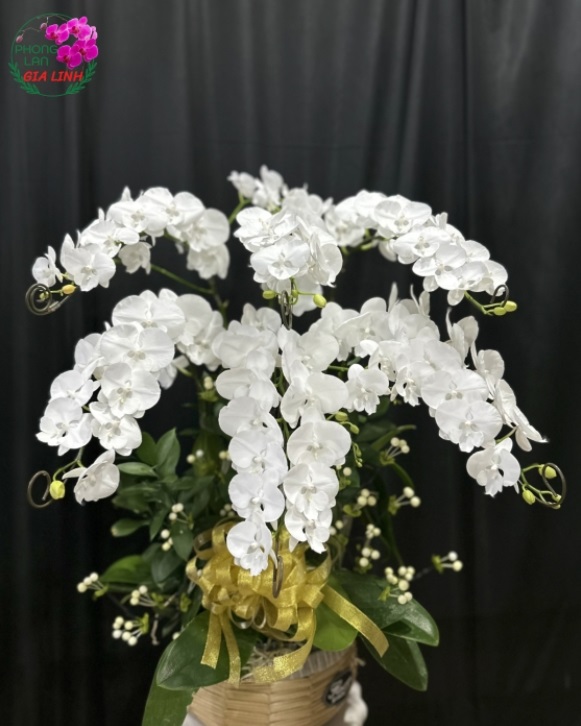hoa lan trắng