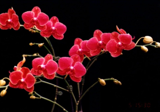 hoa lan đỏ