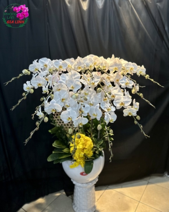 hoa lan hồ điệp trắng