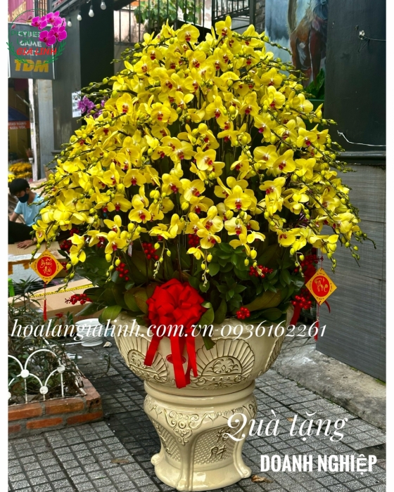 Đặt mua chậu hoa lan đẹp đảm bảo giao hoa toàn quốc trong mùa tết