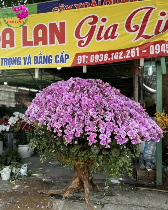 Đảm bảo chất lượng tại cửa hàng bán hoa lan hồ điệp