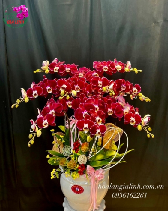 Hình ảnh của hoa lan đỏ gắn với văn hóa người Việt