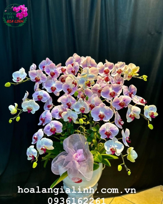 Thế giới hoa Lan Hồ Điệp - Khám phá vẻ đẹp và đa dạng của loài cây tinh túy