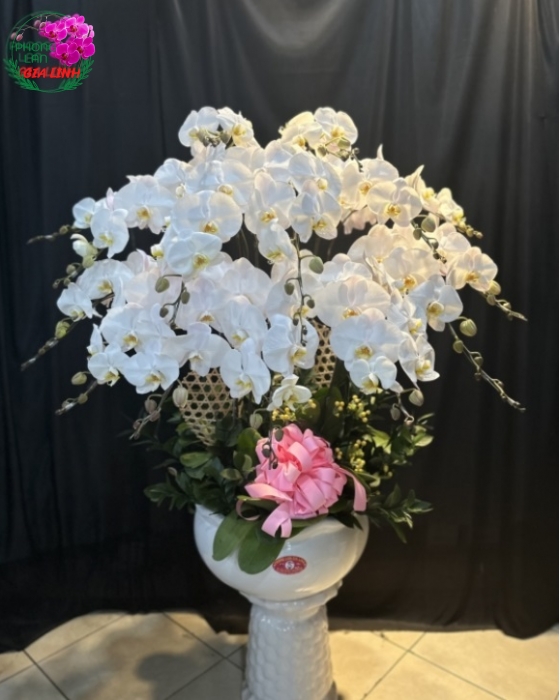 Đặc điểm nổi bật của hoa lan trắng