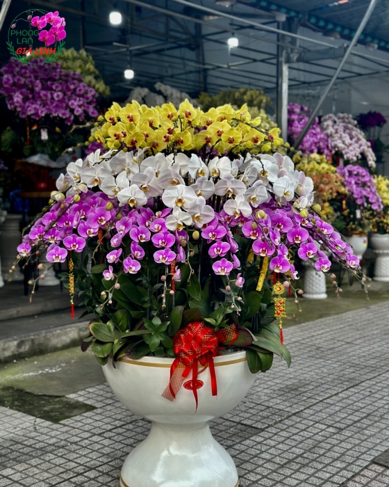 Cung cấp hoa phong lan giao hoa toàn quốc trong dịp tết 2024