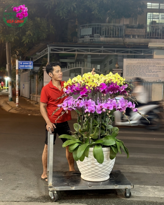 Hoa Lan Gia Linh - chuyên cung cấp dịch vụ giao hoa toàn quốc - Lan hồ điệp tphcm