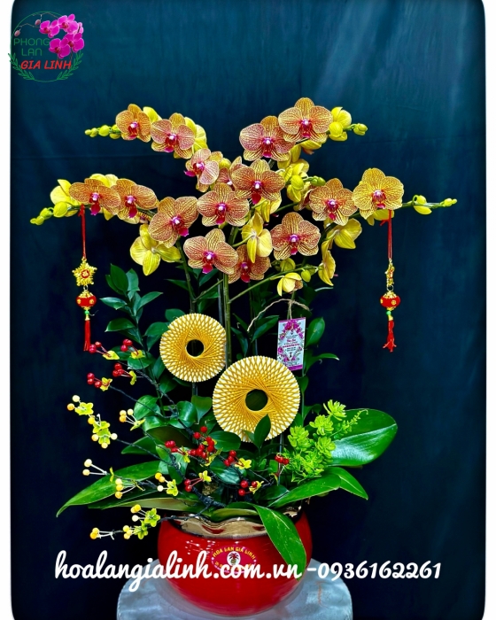 Cam kết cung cấp dịch vụ mua hoa lan giá rẻ tphcm giao hoa toàn quốc vào dịp tết