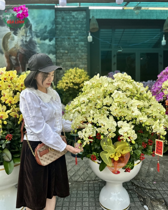 Mua hoa phong lan làm quà tặng ý nghĩa cho người thân và đồng nghiệp vào dịp tết