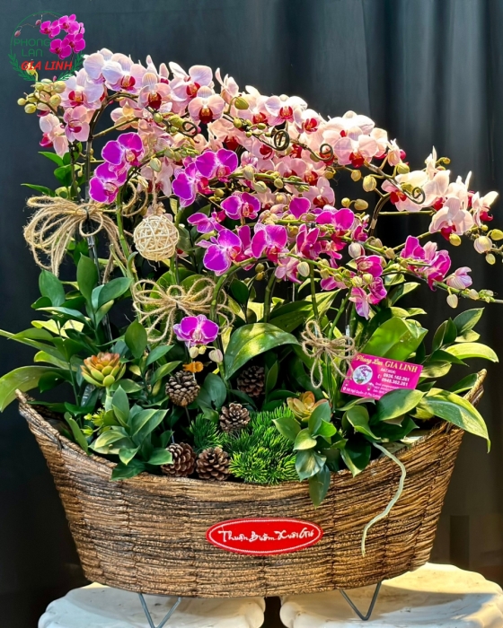Mua hoa Lan Hồ Điệp chất lượng cao với giá ưu đãi tại Phong Lan Gia Linh