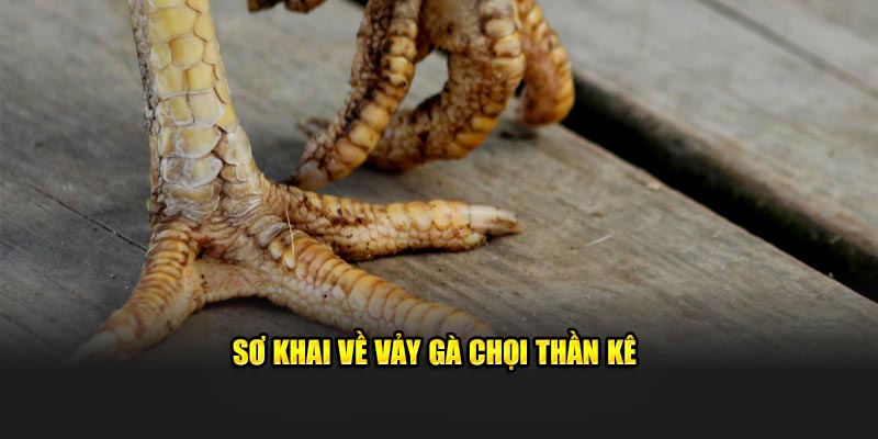 Sơ khai về vảy gà chọi thần kê