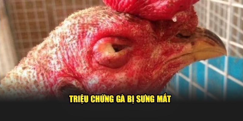 Triệu chứng gà bị sưng mắt
